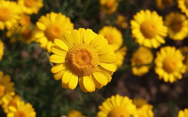 Màu vàng của hoa vô cùng bắt mắt