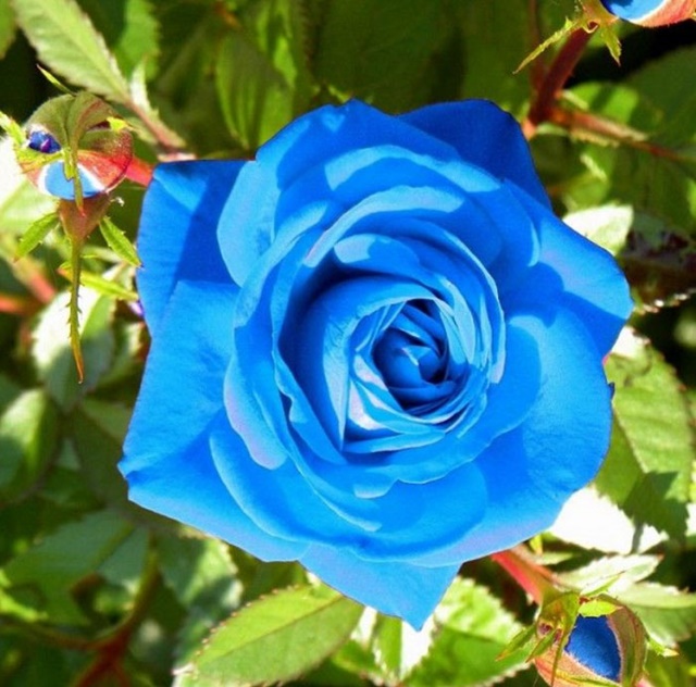 Hoa hồng xanh ẩn chứa nhiều ý nghĩa